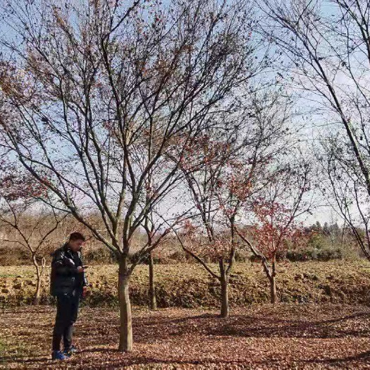 小叶鸡爪槭 鸡爪槭