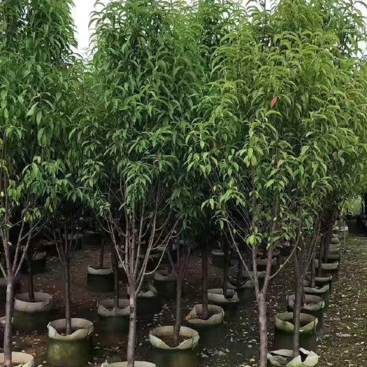 海宁市 绿叶碧桃