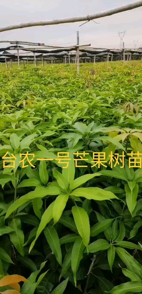 田东县芒果苗 台农苗 台农一号芒果苗 芒果苗台农