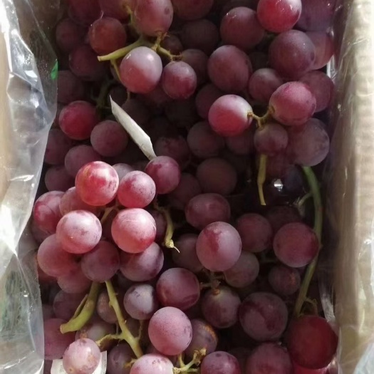 葡萄 巨峰葡萄 精品礼盒五斤装