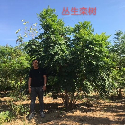 安国市 北栾