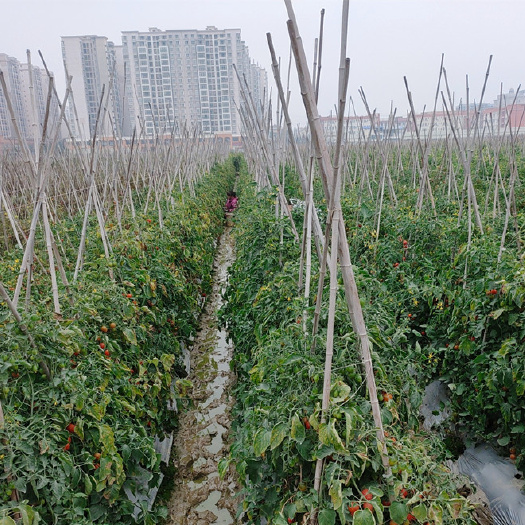 百色 广西原产地千禧圣女果大量发货