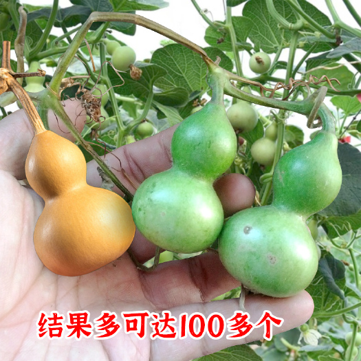 建瓯市手捻葫芦种子，小葫芦种子，观赏葫芦种子，文玩葫芦，观赏性强