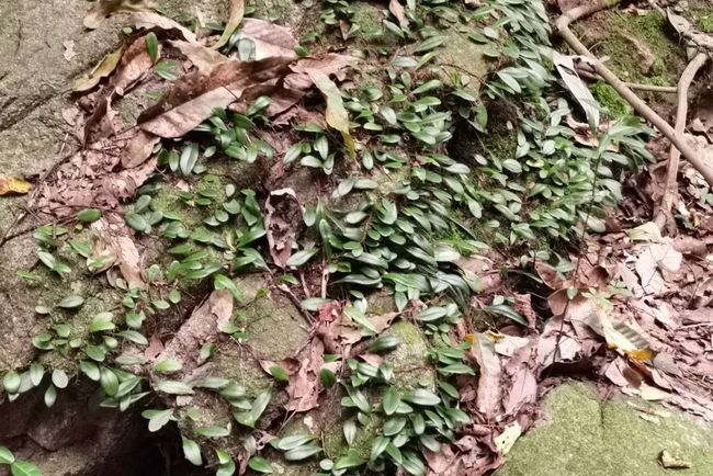 双牌县 抱石莲