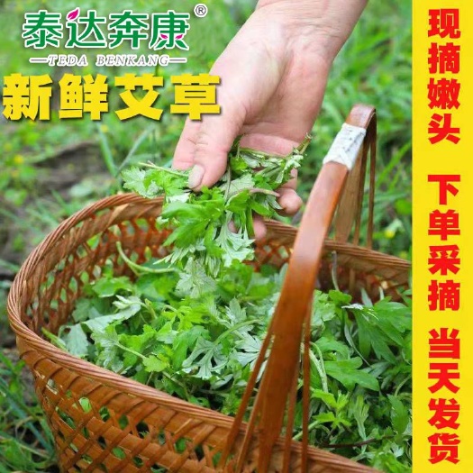 兴宁市艾草  梅州新鲜艾叶草青团清明果糍粑原材料种植基地现摘发货