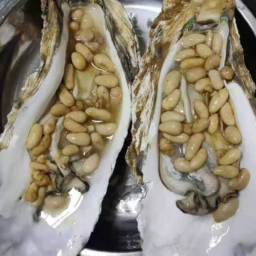 珠海蚝，台山排底蚝，超大手臂蚝，拖鞋蚝，特大蚝，超大湛江蚝，
