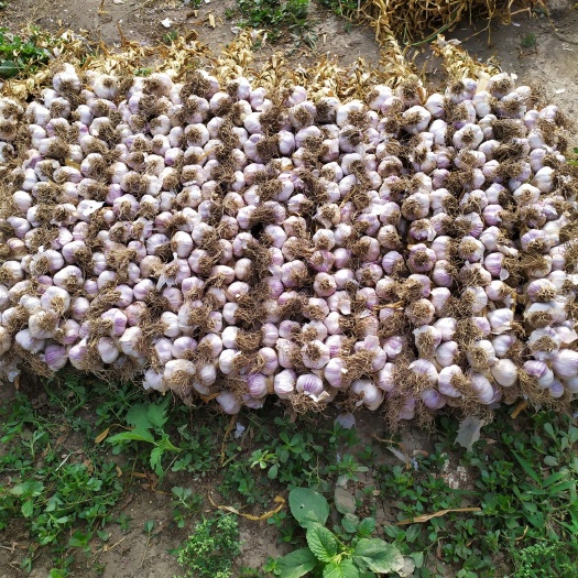 天津红皮蒜 红蒜