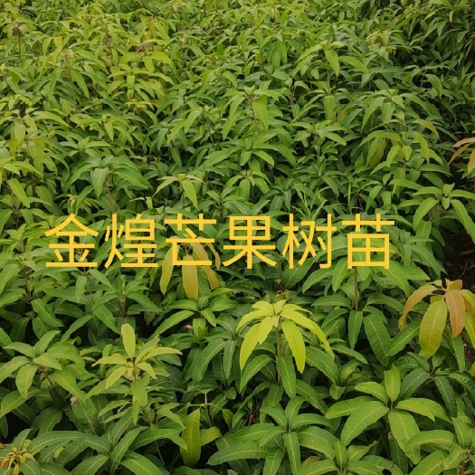 百色金煌芒果苗  厂家直销专业供应与批发各种芒果苗金煌芒 营养杯