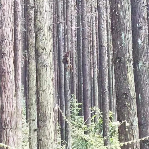 鹿寨县灌木林地 杉木林地