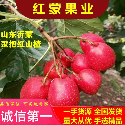 平邑县 精品优选歪把红山楂，个大色鲜，山楂原产地发货，量大从优