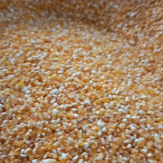 南充甜玉米粒 玉米粒 玉米砂  今年新玉米 无黑颗粒