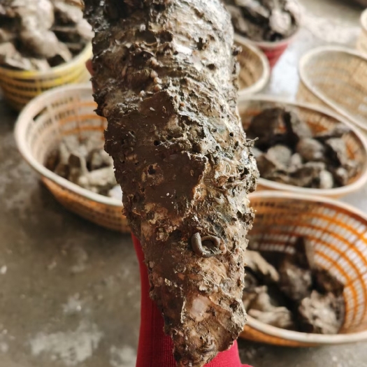 珠海蚝，台山排底蚝，超大手臂蚝，拖鞋蚝，特大蚝，超大湛江蚝