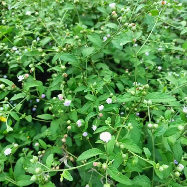 干品狗仔花 咸虾花 咸虾草 狗仔菜 一点红 红花斑鸠菊