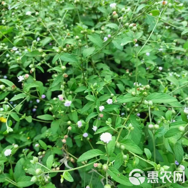 干品狗仔花 咸虾花 咸虾草 狗仔菜 一点红 红花斑鸠菊