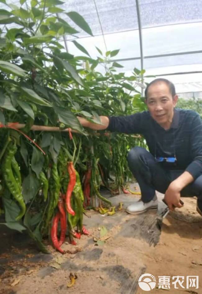 螺丝椒种子西部蛟龙 长羊角形薄皮辣椒 果型旋美商品性好