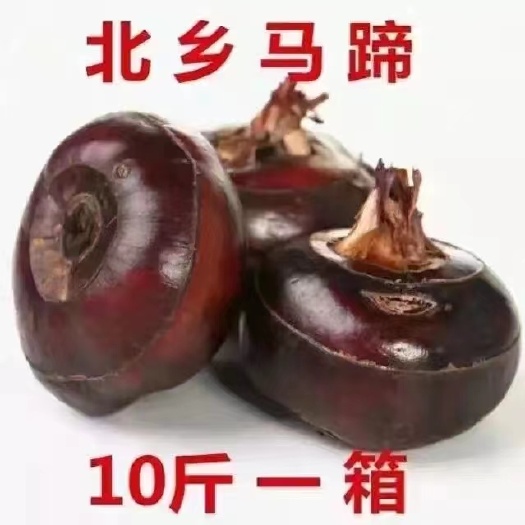 乐昌市毛马蹄 乐昌北乡马蹄
