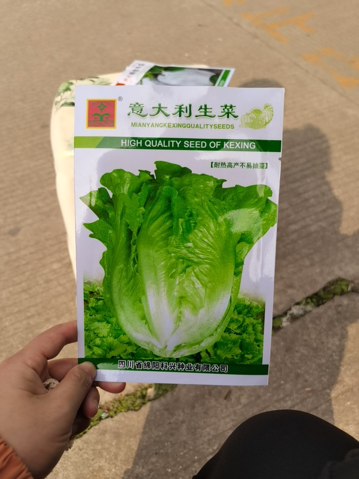 意大利生菜种子春季夏秋冬季阳台盆栽耐抽薹玻璃品青菜种籽种