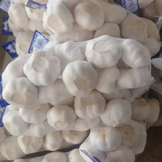 金乡县红皮蒜 需要的联系