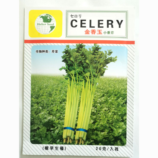 济南金香玉小香芹菜种子   夏季耐热 产量高耐老化纤维少株型紧凑