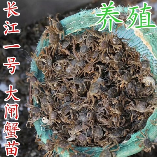 南京仙觉鲜淡水大闸蟹苗螃蟹苗龙虾套养水库散养稻田中华绒螯蟹苗