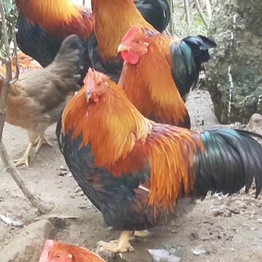 广州清远麻鸡苗 广东四大名鸡之一