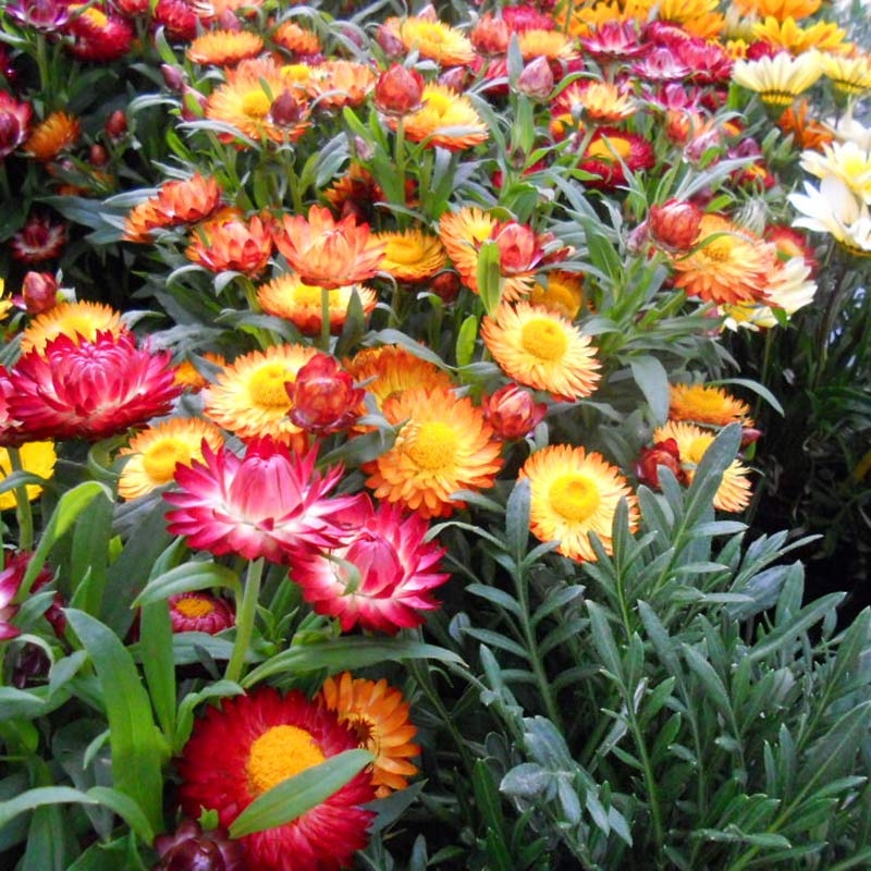 沭阳县 麦秆菊种子花种籽易播易活室外庭院阳台花卉种子孑开花早花期长