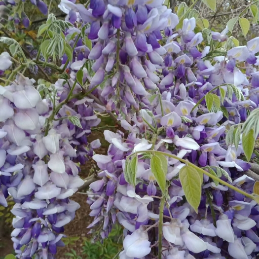 临沂 自家基地紫藤花树苗，量大优惠