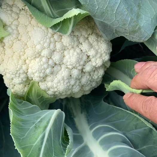 霞浦县白花菜花 青梗散花