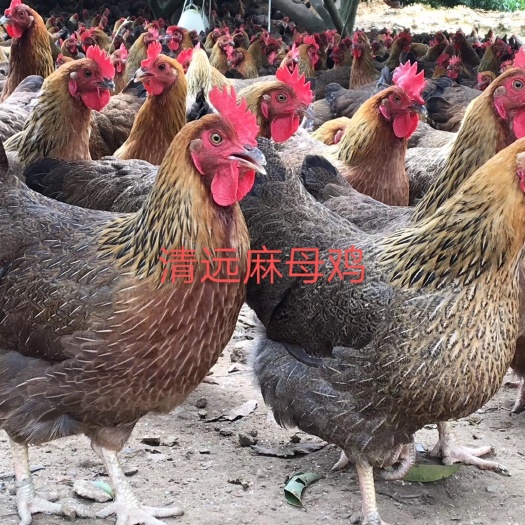 广州清远麻母鸡苗 广东四大名鸡之一