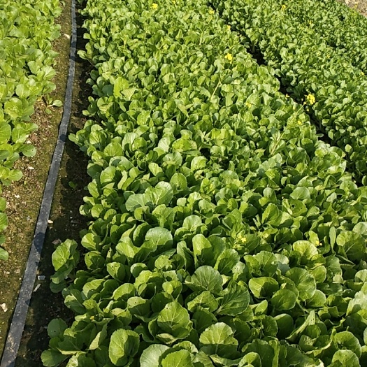 陆丰市小白菜自厂自销量多价优