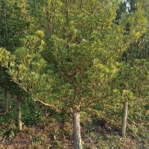 崇义县 罗汉松