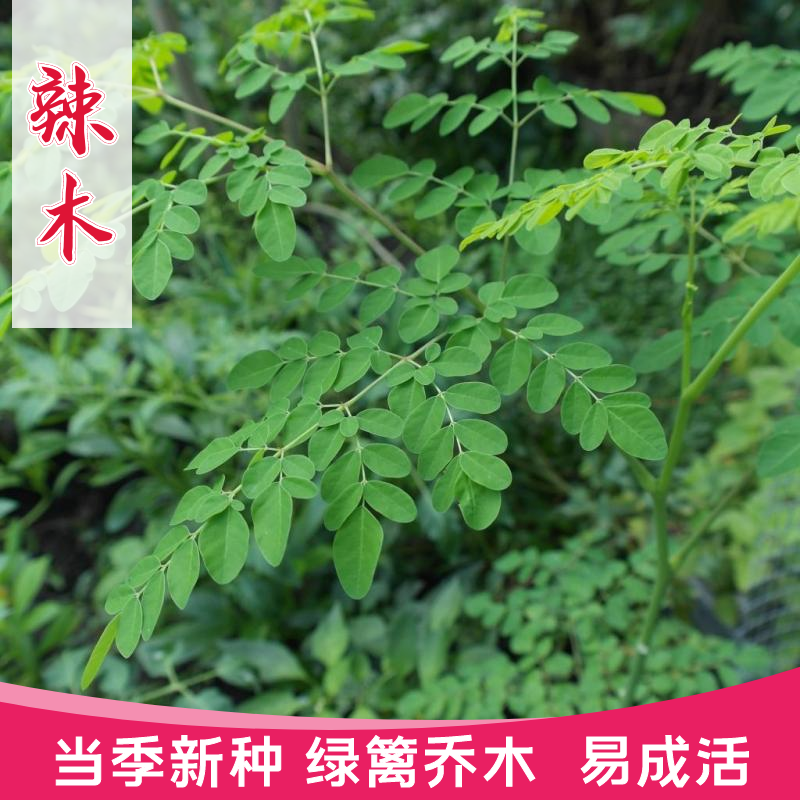 沭阳县印度辣木种子 精选特级优质 天然可食用 种植辣木籽