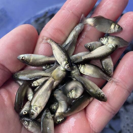 南宁鲫鱼苗，优质快大鲫鱼苗场地直销量大优惠，技术指导成品回收