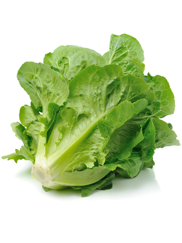 意大利生菜种子春季夏秋冬季阳台盆栽耐抽薹玻璃品青菜种籽种