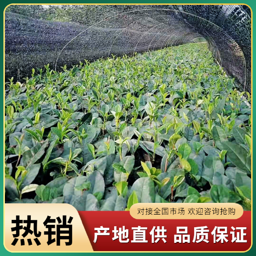 乐山福鼎大白茶树苗 大量供应本地茶苗。量大从优，价格电仪