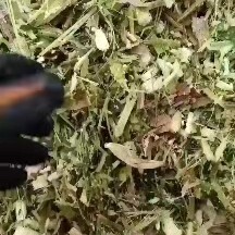 临洮县 玉米秸秆青贮饲料