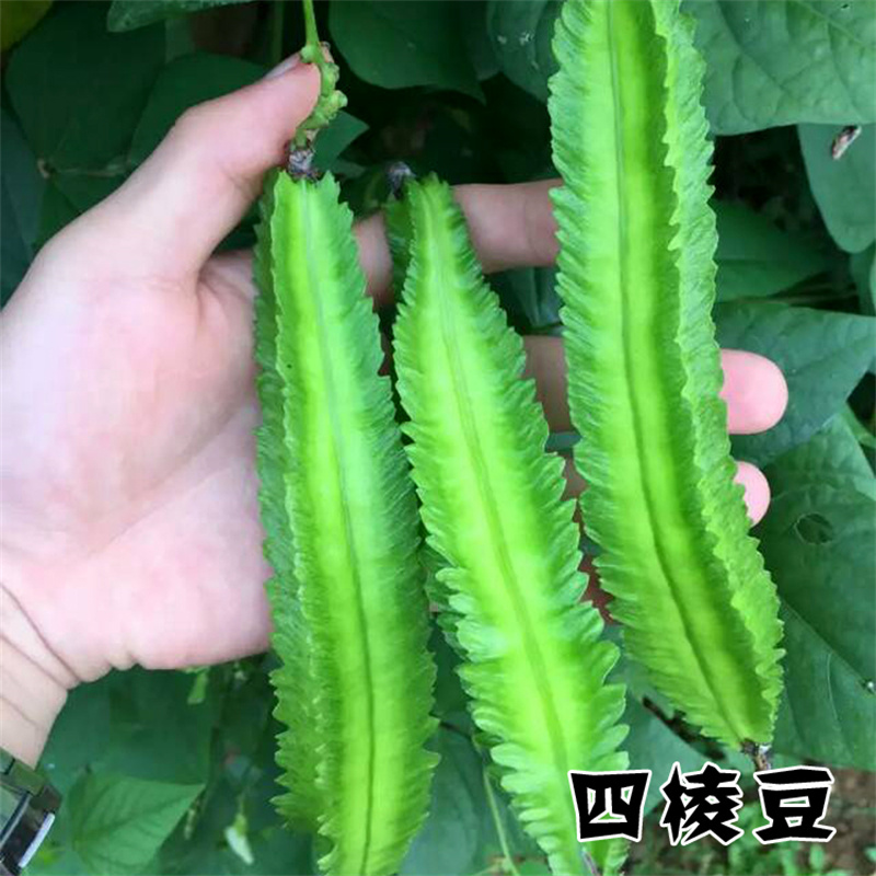 济南四棱豆种子杨桃豆四角豆翼豆种子种植容易春夏秋播种健蔬菜种籽