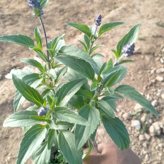 青州市鼠尾草  草花鼠尾草  花海用苗  基地直供  质优价廉