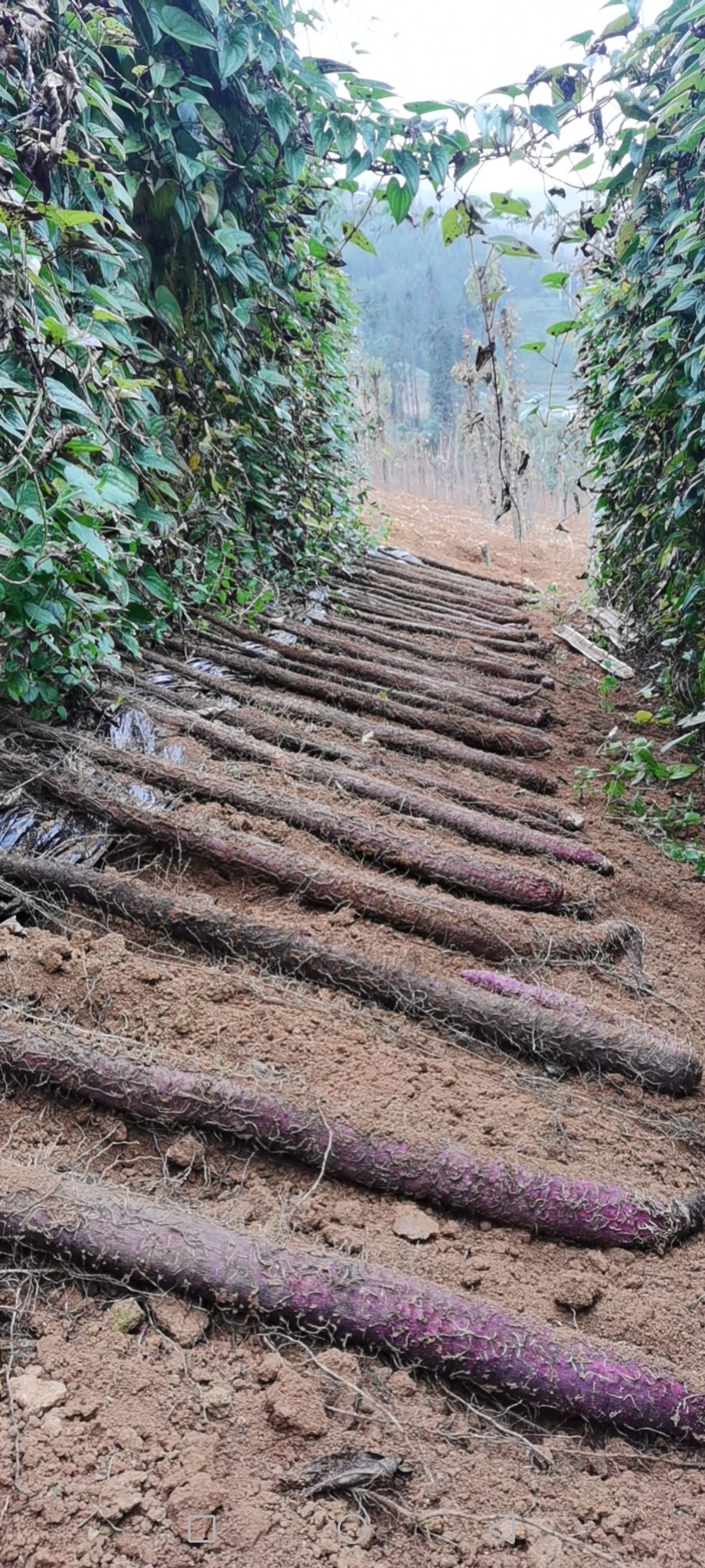 紫山药 云南高原蓝天白云下种植，喝雨水长大的紫玉淮山药，绿色