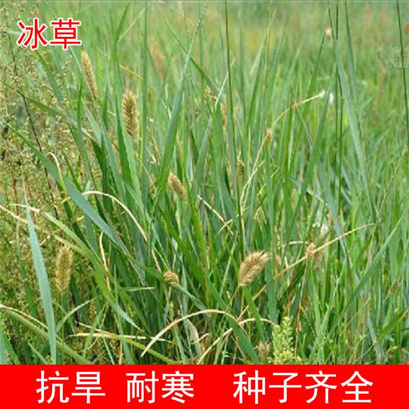 沭阳县冰草种子别名野麦子 扁穗冰草 羽状小麦草暖季型草坪种子牧草种
