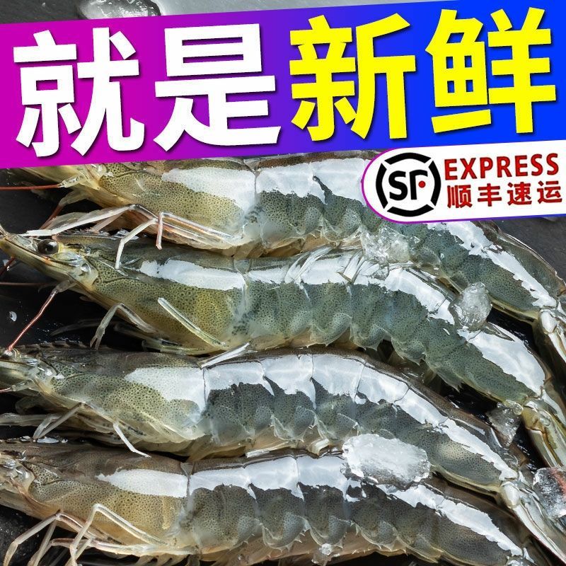 青岛中国对虾  【顺丰速递】国产海捕某大虾非海虾青虾白虾海虾