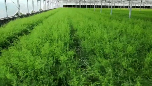 杂交一代高产芦笋苗