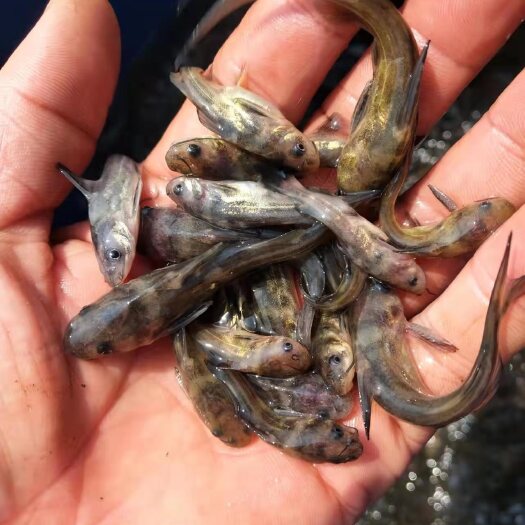 简阳市黄颡鱼 苗，黄颡鱼苗，量大从优，欢迎订购。