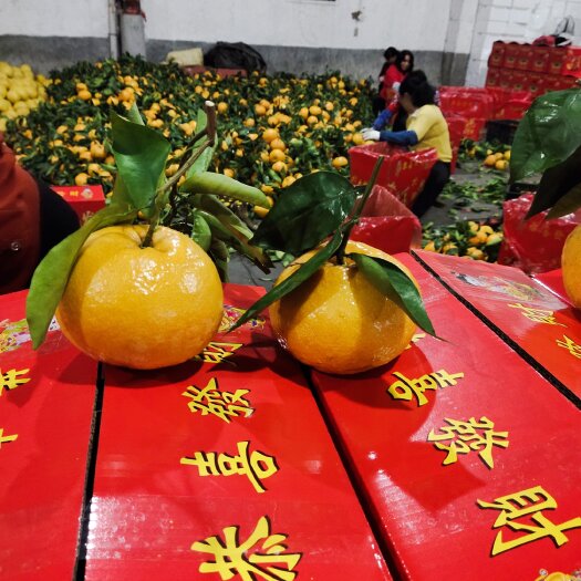 平和县纽荷尔脐橙 发财柑，