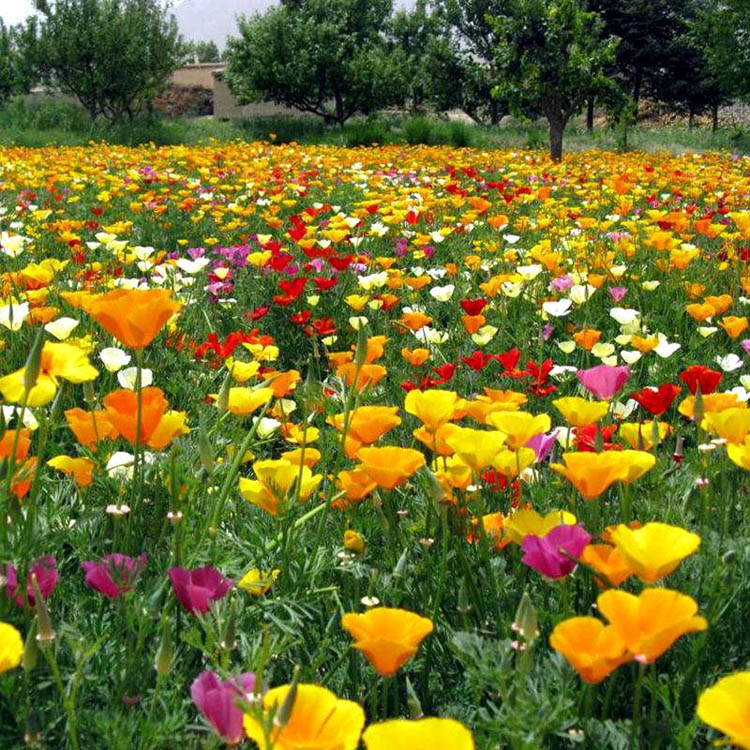 沭阳县 花菱草种子四季种易活花种子耐寒多年生宿根花籽庭院室外阳台盆栽