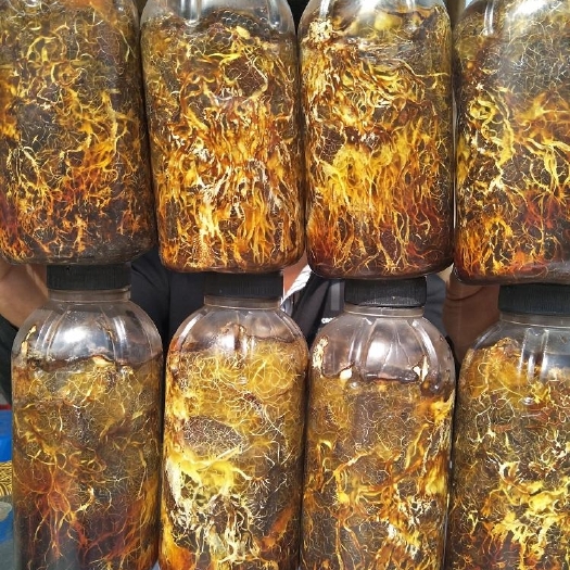 永胜县天麻蜜环菌种 蜜环菌