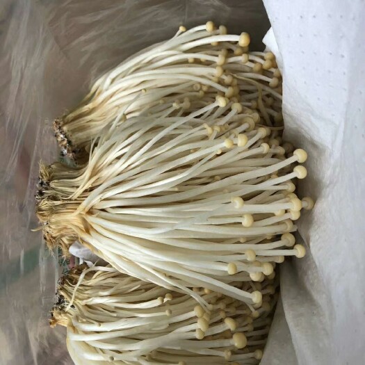 成都骆菌子（成都）黄色金针菇