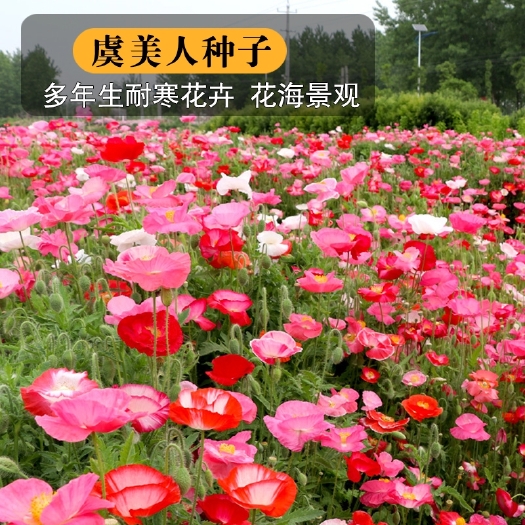 沭阳县虞美人种子混色多年生冰岛虞美人花种籽子四季易活室内外庭院花