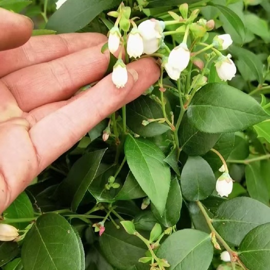 灵山县蓝莓苗  猫眼蓝莓果苗