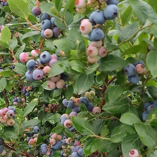 临沂蓝莓苗 蓝莓树